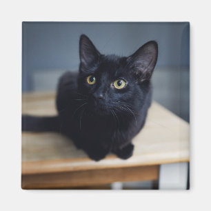 Cutest Baby Animals   Portrait of a Black Cat Magnet