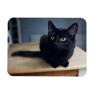 Cutest Baby Animals Portrait of a Black Cat Magnet