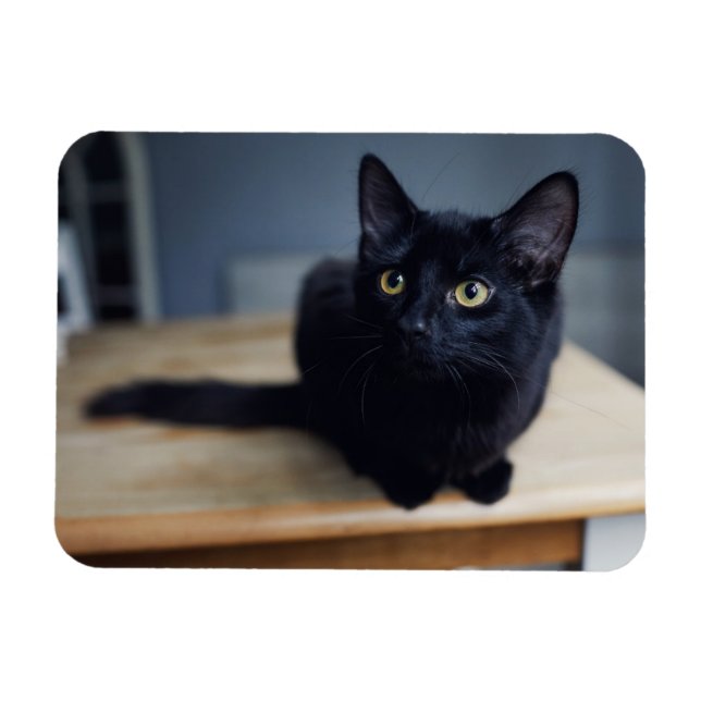 Cutest Baby Animals | Portrait of a Black Cat Magnet (Horizontal)