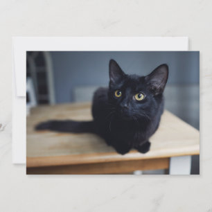 Cutest Baby Animals   Portrait of a Black Cat Thank You Card
