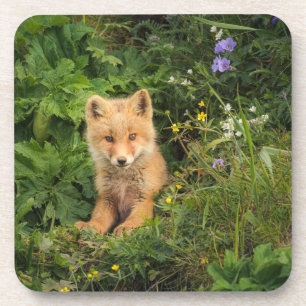 Cutest Baby Animals   Red Fox at Umnak Alaska Coaster