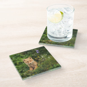 Cutest Baby Animals   Red Fox at Umnak Alaska Glass Coaster