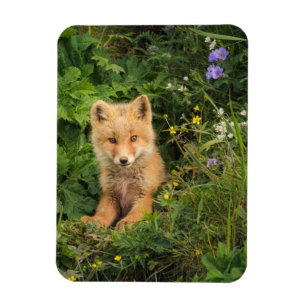 Cutest Baby Animals Red Fox at Umnak Alaska Magnet