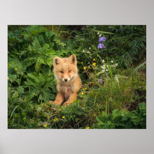 Cutest Baby Animals | Red Fox at Umnak Alaska Poster (Front)