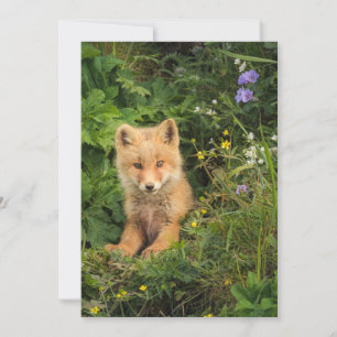 Cutest Baby Animals Red Fox at Umnak Alaska Thank You Card
