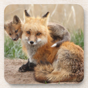 Cutest Baby Animals Red Fox & Baby Coaster
