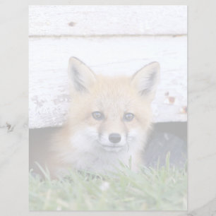 Cutest Baby Animals Red Fox Kit Peeking