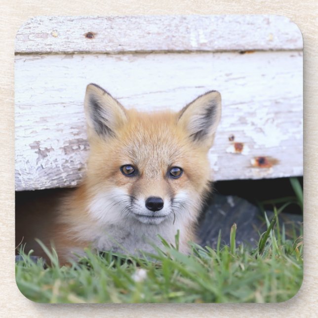 Cutest Baby Animals | Red Fox Kit Peeking Coaster (Front)