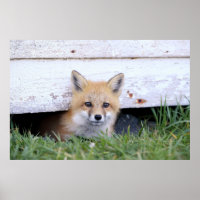 Cutest Baby Animals | Red Fox Kit Peeking