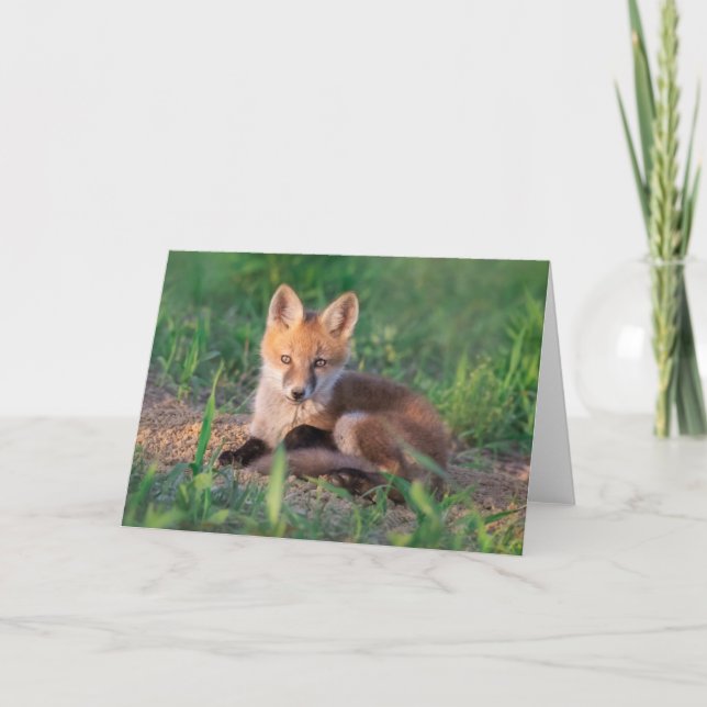 Cutest Baby Animals | Red Fox Kit Relaxing Card (Front)