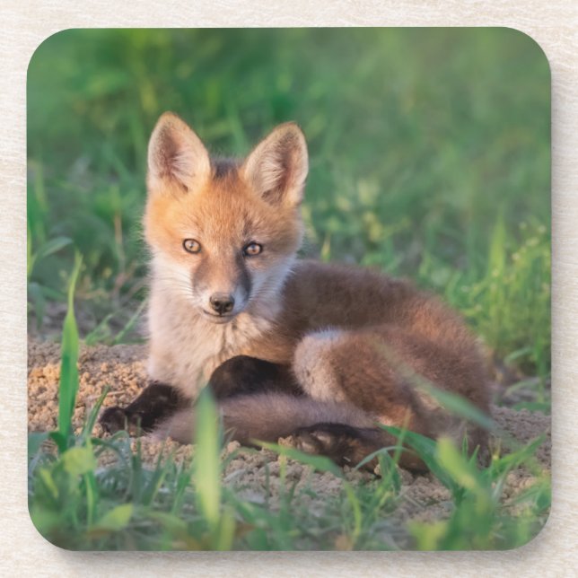 Cutest Baby Animals | Red Fox Kit Relaxing Coaster (Front)