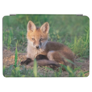 Cutest Baby Animals   Red Fox Kit Relaxing iPad Air Cover