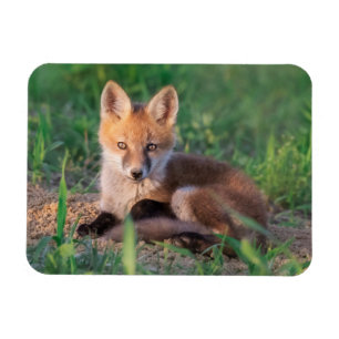 Cutest Baby Animals   Red Fox Kit Relaxing Magnet