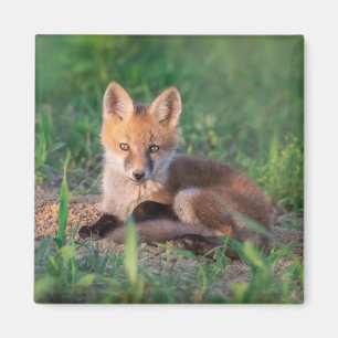 Cutest Baby Animals   Red Fox Kit Relaxing Magnet