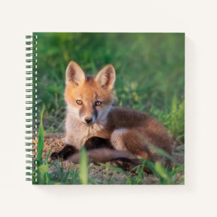 Cutest Baby Animals Red Fox Kit Relaxing Notebook