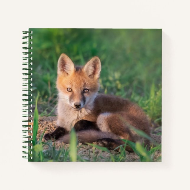 Cutest Baby Animals | Red Fox Kit Relaxing Notebook (Front)