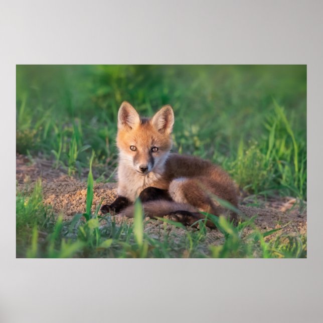 Cutest Baby Animals | Red Fox Kit Relaxing Poster (Front)