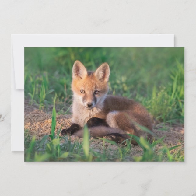 Cutest Baby Animals | Red Fox Kit Relaxing Thank You Card (Front)