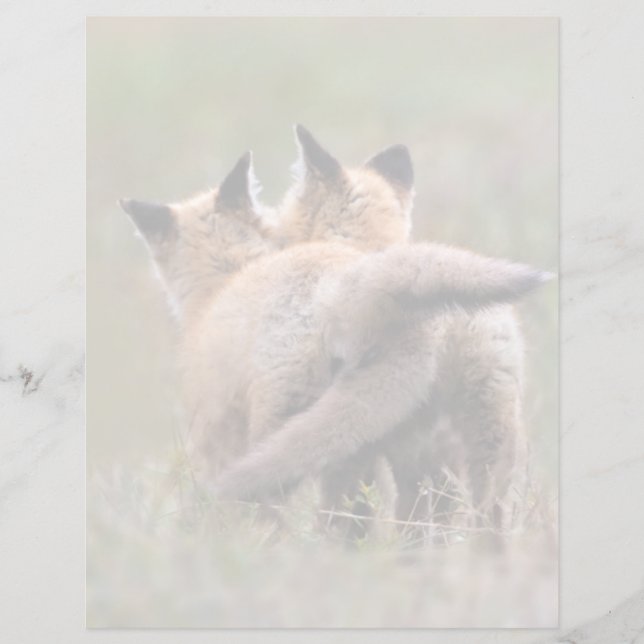 Cutest Baby Animals | Red Fox Kits Locking Tails (Front)