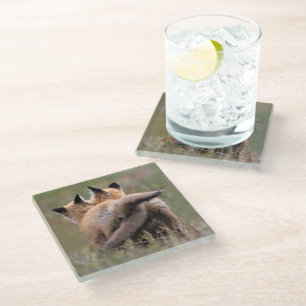 Cutest Baby Animals Red Fox Kits Locking Tails Glass Coaster