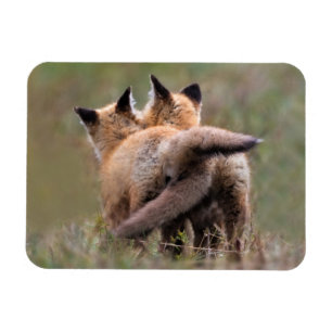Cutest Baby Animals   Red Fox Kits Locking Tails Magnet
