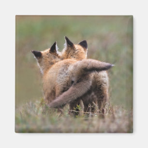 Cutest Baby Animals   Red Fox Kits Locking Tails Magnet