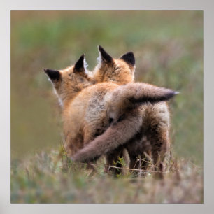 Cutest Baby Animals   Red Fox Kits Locking Tails Poster