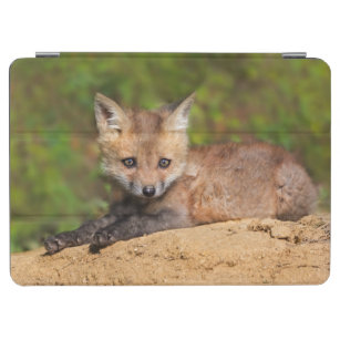 Cutest Baby Animals   Red Fox Pup iPad Air Cover