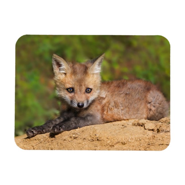 Cutest Baby Animals | Red Fox Pup Magnet (Horizontal)