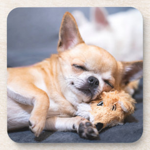 Cutest Baby Animals   Red-haired Chihuahua Dog Coaster