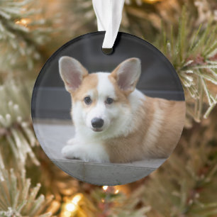 Cutest Baby Animals   Relaxing Corgi Puppy Ornament