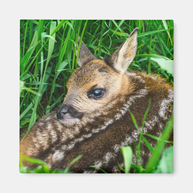 Cutest Baby Animals | Roe Deer Baby Magnet (Front)