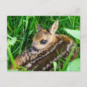 Cutest Baby Animals Roe Deer Baby Postcard