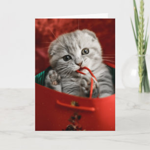 Cutest Baby Animals   Scottish Fold Kitten Card