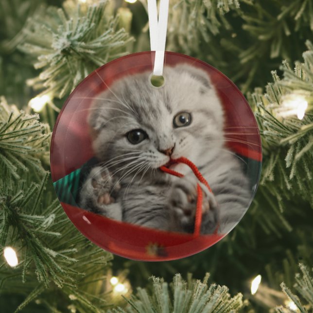 Cutest Baby Animals | Scottish Fold Kitten Glass Tree Decoration (Insitu)