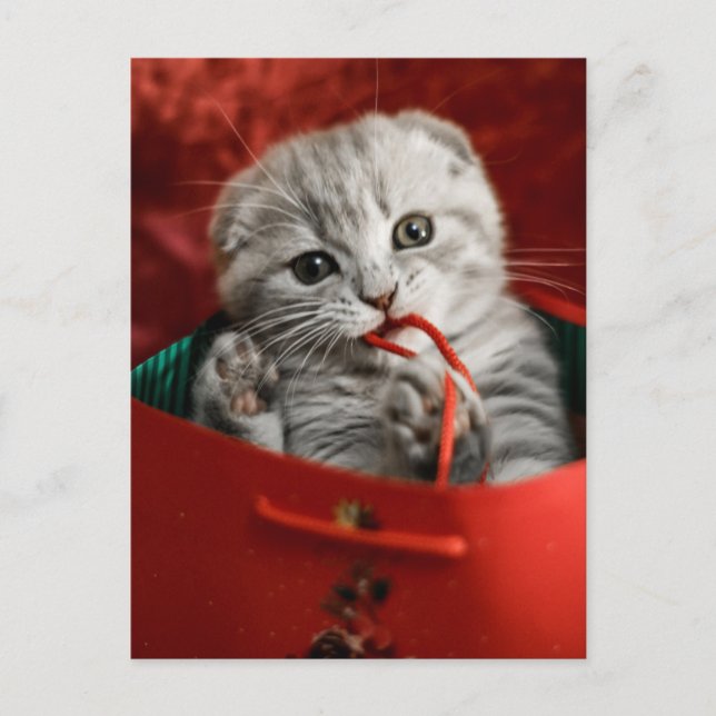 Cutest Baby Animals | Scottish Fold Kitten Postcard (Front)