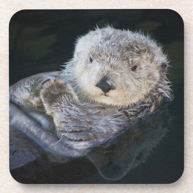 Cutest Baby Animals | Sea Otter Floating Coaster (Front)