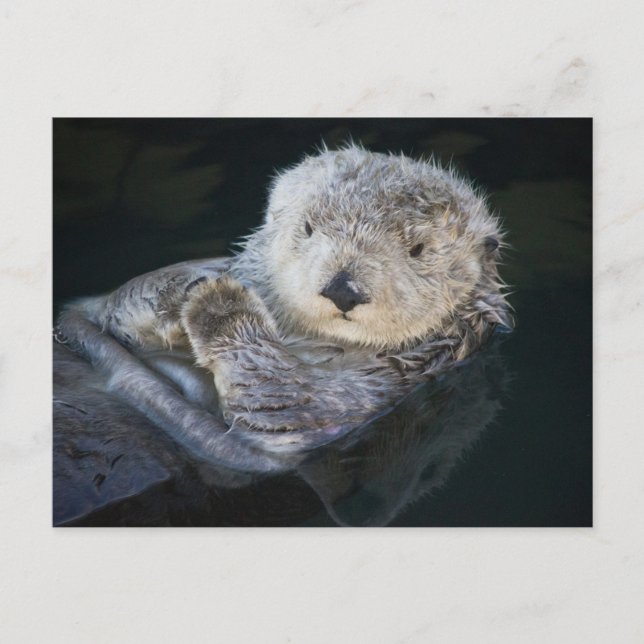 Cutest Baby Animals | Sea Otter Floating Postcard (Front)