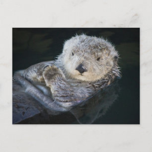 Cutest Baby Animals Sea Otter Floating Postcard