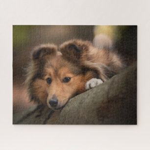 Cutest Baby Animals   Shetland Sheepdog Puppy Jigsaw Puzzle