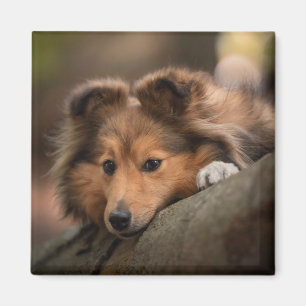 Cutest Baby Animals Shetland Sheepdog Puppy Magnet