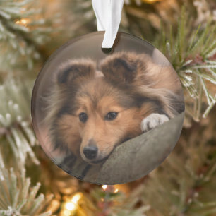 Cutest Baby Animals   Shetland Sheepdog Puppy Ornament