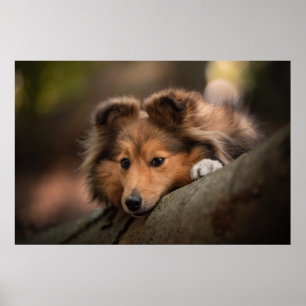 Cutest Baby Animals   Shetland Sheepdog Puppy Poster
