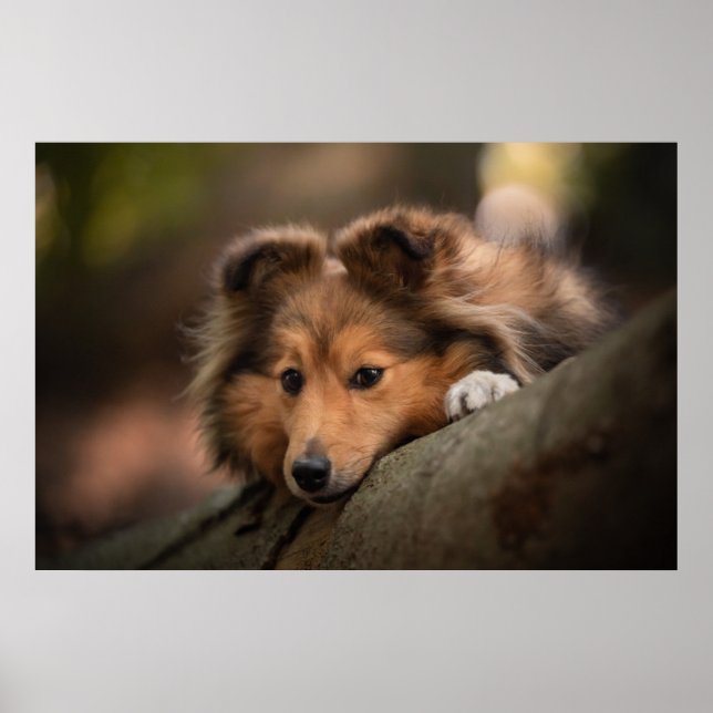 Cutest Baby Animals | Shetland Sheepdog Puppy Poster (Front)