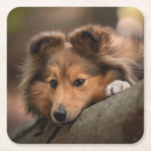 Cutest Baby Animals Shetland Sheepdog Puppy Square Paper Coaster