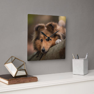 Cutest Baby Animals   Shetland Sheepdog Puppy Square Wall Clock