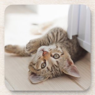 Cutest Baby Animals   Shorthair Tabby Kitten Coaster