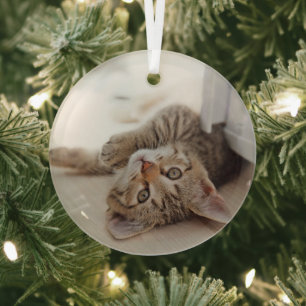 Cutest Baby Animals   Shorthair Tabby Kitten Glass Tree Decoration