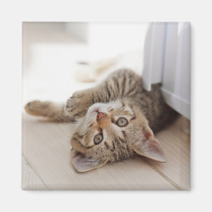 Cutest Baby Animals Shorthair Tabby Kitten Magnet