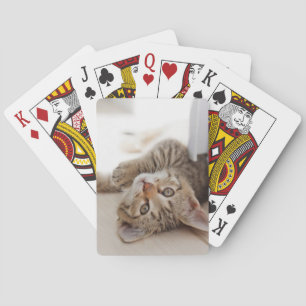 Cutest Baby Animals   Shorthair Tabby Kitten Playing Cards